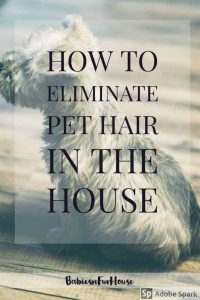 The Best Ways To Get Rid Of  Pet Hair In The House. Easy Eliminating Of Pet Hair