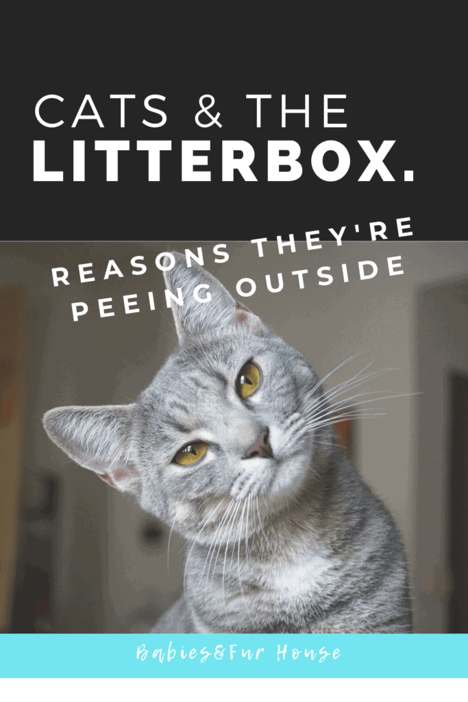Cat Is Peeing Outside The Litter Box: Reasons they're NOT using it #caturine #cathealth #catproblems #litterbox #litterboxissues 