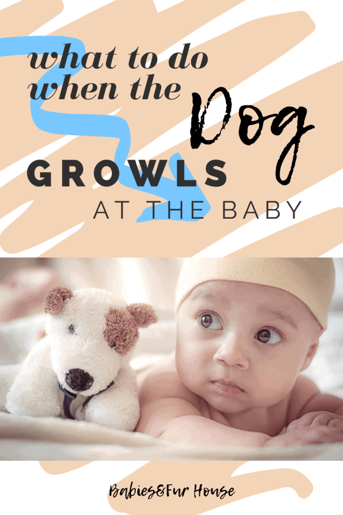 What To Do If The Dog Growls At The Baby #babiesandpets #newborn #petissues #petaggression #dogaggression #familypet