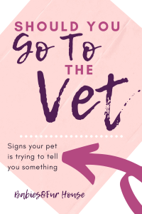 When To Take Your Dog To The Vet