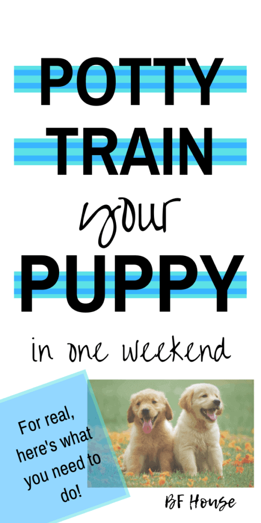 whats the best way to potty train a dog