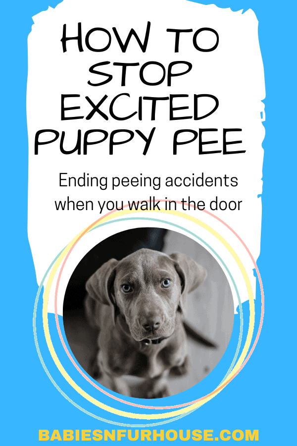 Excited Puppy Pee: Why and How To Stop It
