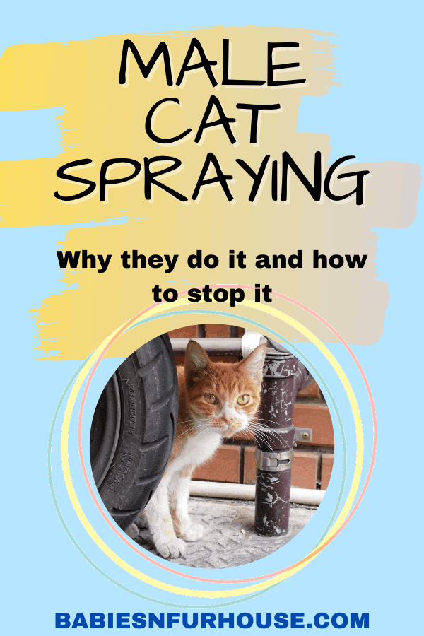 Male Cat Spraying