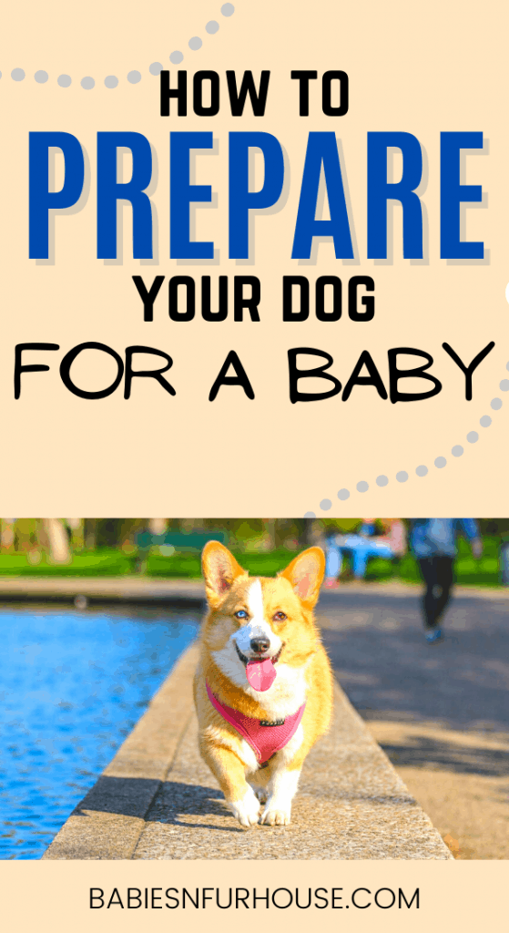 Prepare Dogs For A Baby: How To Set The Foundation